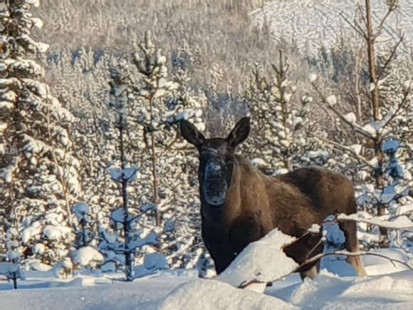 Moose Safari 1